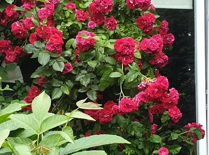 Bed & Breakfast Rosindell