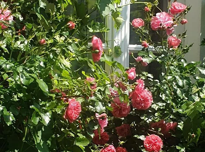 Rosindell 3* Lichtenau/Westfalen