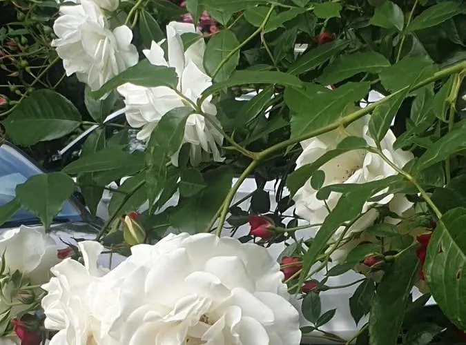 Rosindell 3* Lichtenau/Westfalen