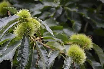 Rosindell 3* Lichtenau/Westfalen