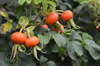 Rosindell 3* Lichtenau/Westfalen